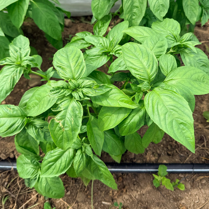 Italian Large Leaf Basil Seedlings