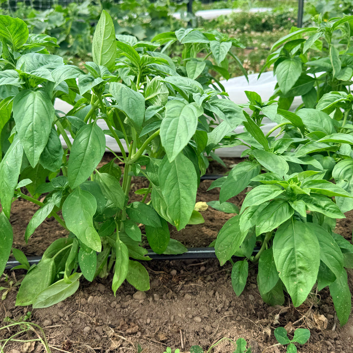Italian Large Leaf Basil Seedlings