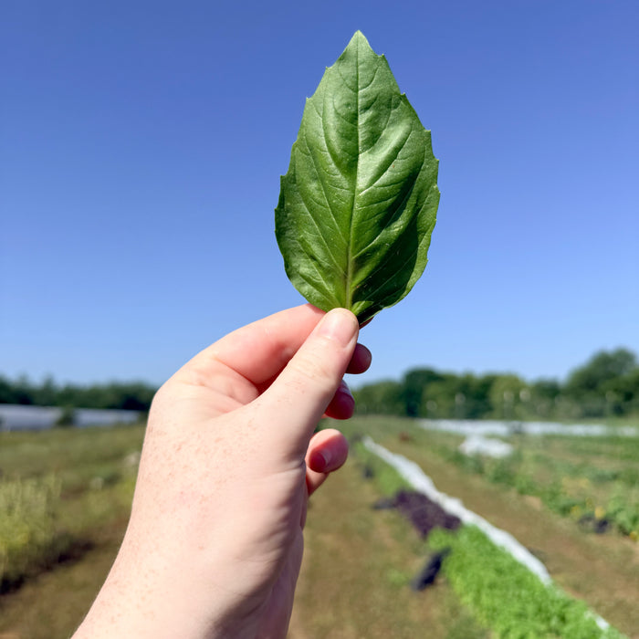 Italian Large Leaf Basil Seedlings