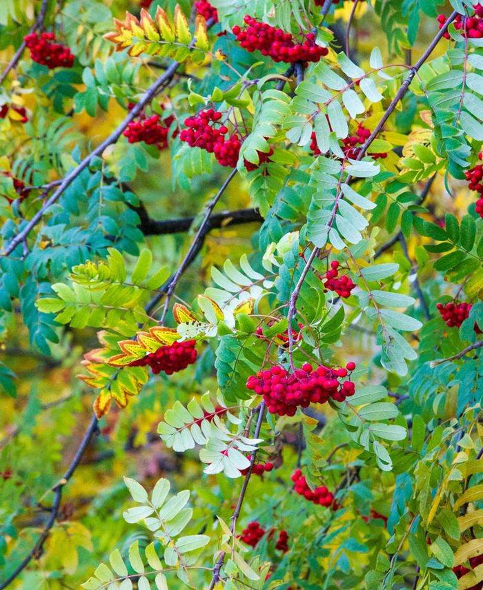 Ivan's Belle Mountain Ash - Raintree Nursery