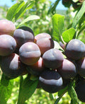 Jam Session European Plum - Raintree Nursery