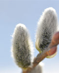Japanese Pussywillow - Raintree Nursery