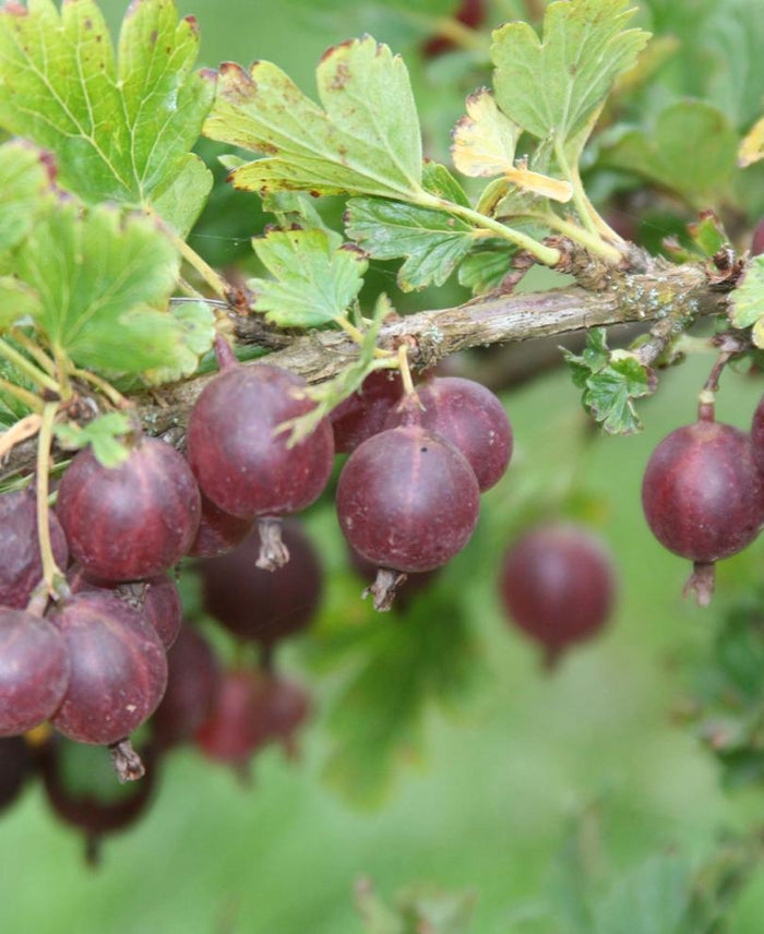 Jeanne Gooseberry - Raintree Nursery