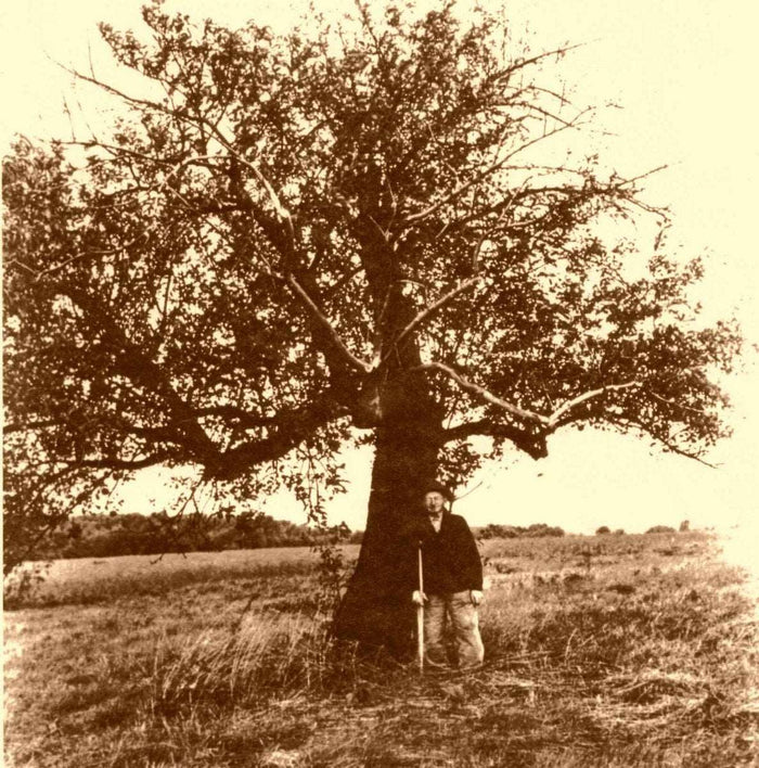 Johnny Appleseed Apple - Raintree Nursery