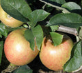 Jonagold Apple Tree - Raintree Nursery