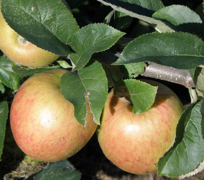 Jonagold Apple Tree - Raintree Nursery