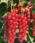Jonkheer Van Tets Currant - Raintree Nursery