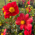 Joy's Ol' Faithful Dahlia Tuber