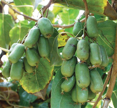Jumbo Hardy Kiwi - Raintree Nursery