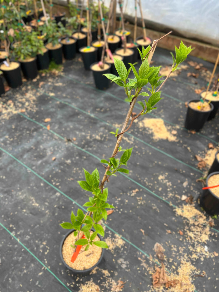 Jumbo Hardy Kiwi - Raintree Nursery