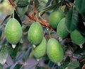Kakariki™ Pineapple Guava