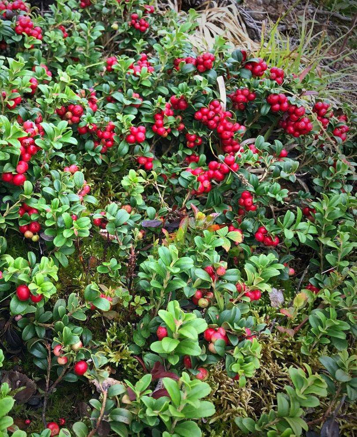 Koralle Lingonberry - Raintree Nursery