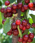 Kristin Cherry - Raintree Nursery