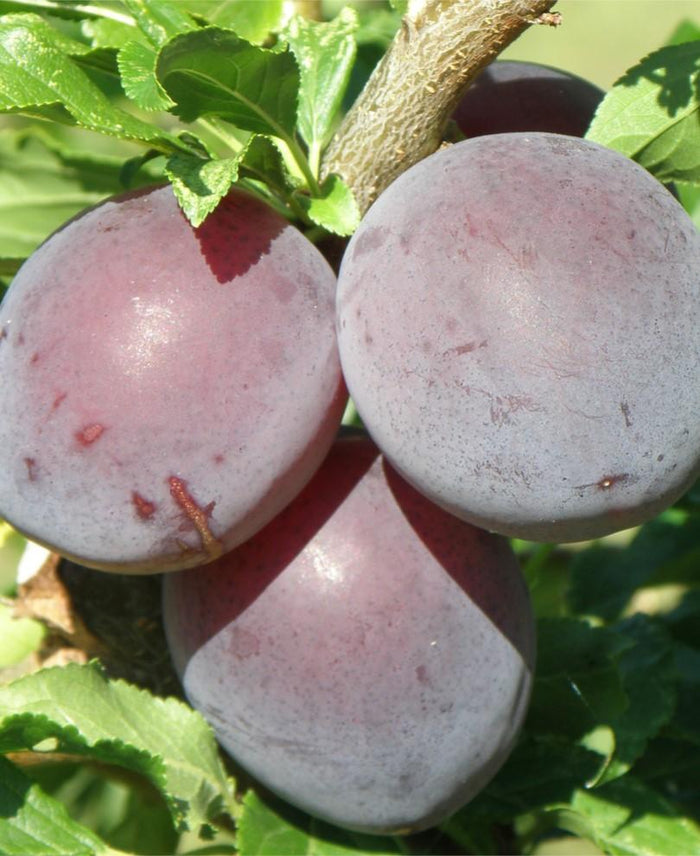 Kuban Comet Plum - Raintree Nursery