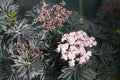 Laced Up® Elderberry-Berries-Raintree Prop-2 Quart Pot-
