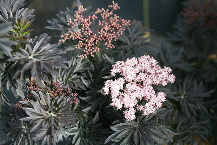 Laced Up® Elderberry-Berries-Raintree Prop-2 Quart Pot-