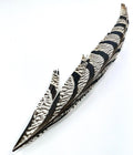 Lady Amherst Tail