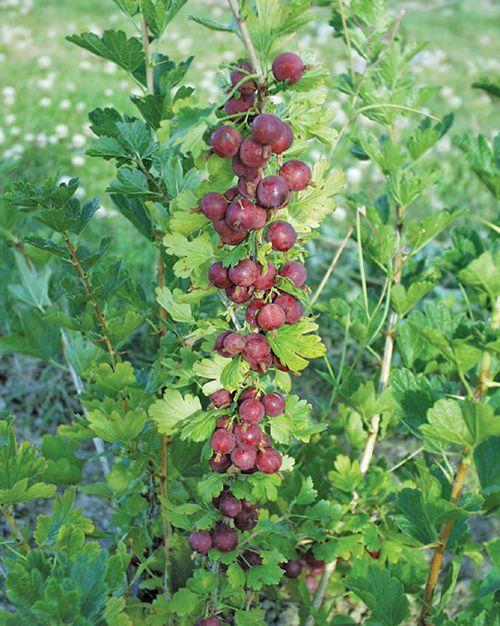 Leepared Gooseberry - Raintree Nursery