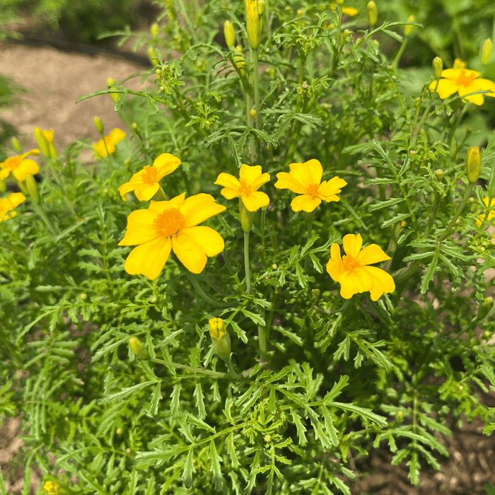 Lemon Gem Marigold