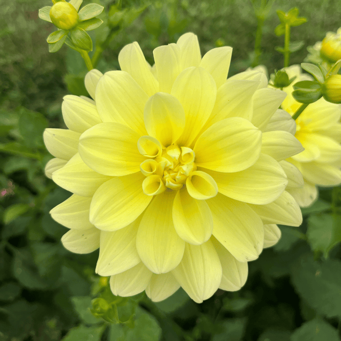 Lemonade Dahlia Tuber