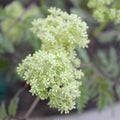 Lemony Lace® Elderberry
