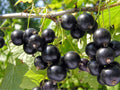 Lentaj Currant - Raintree Nursery