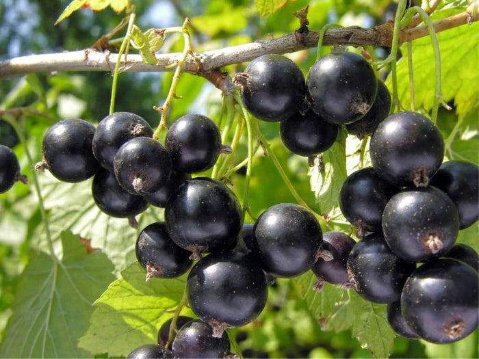 Lentaj Currant - Raintree Nursery