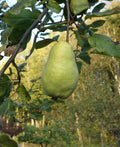 Limon Quince - Raintree Nursery