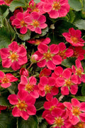Lipstick Strawberry - Raintree Nursery
