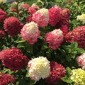 Little Lime Punch® Hydrangea-Ornamentals-Biringer-12-18" Plant-