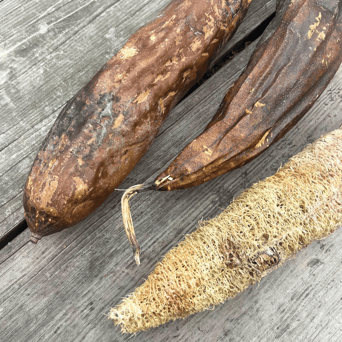 Luffa Gourd