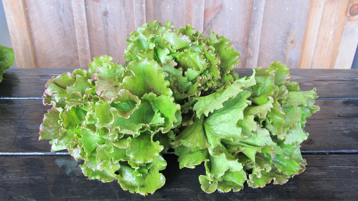Magenta Lettuce Seedlings