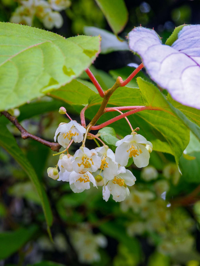 Male Hardy Kiwi - Raintree Nursery