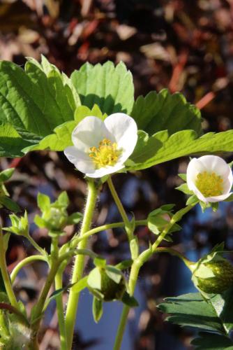 Male Musk Strawberry - Raintree Nursery