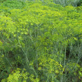 Mammoth Long Island Dill Seedlings
