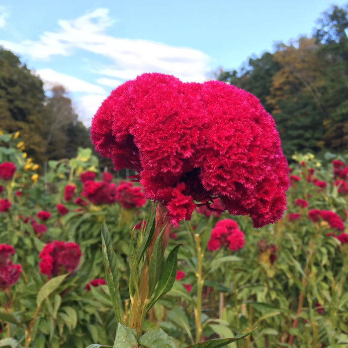 Mammoth Magenta Celosia Seedlings