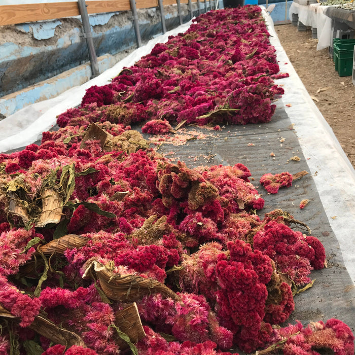 Mammoth Magenta Celosia Seedlings