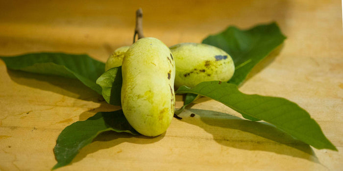Mango Paw Paw - Raintree Nursery