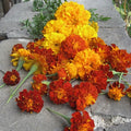 An arrangement of blooms.