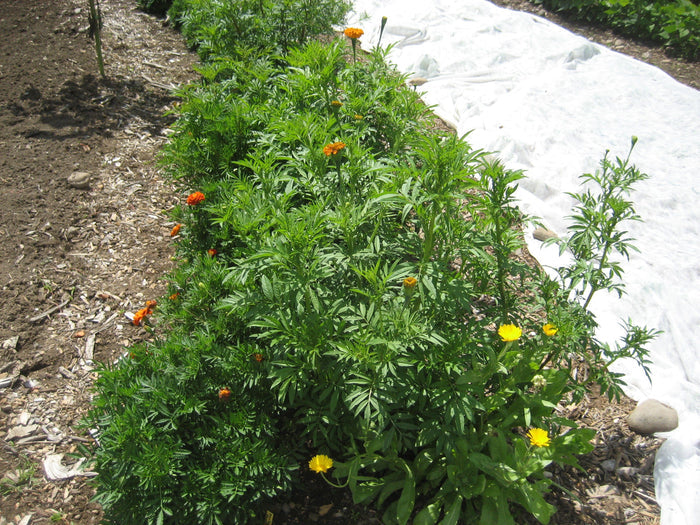 Marigold Medley vendor-unknown