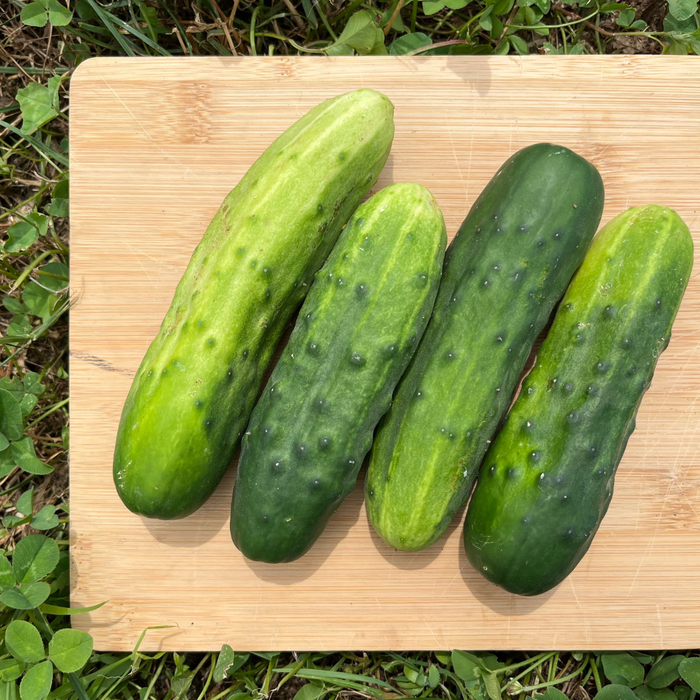 Marketer Cucumber Seedling