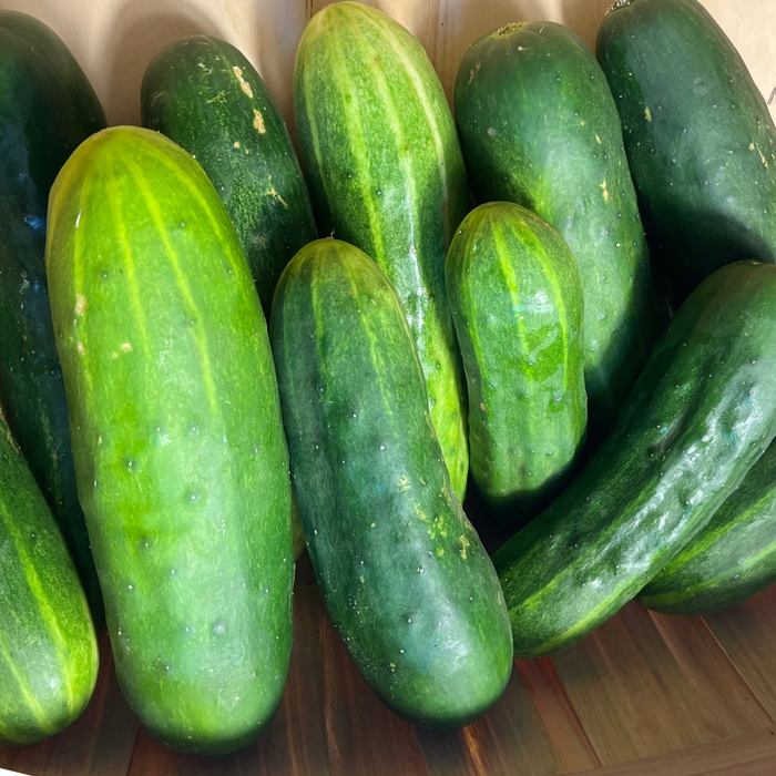 Marketer Cucumber Seedling