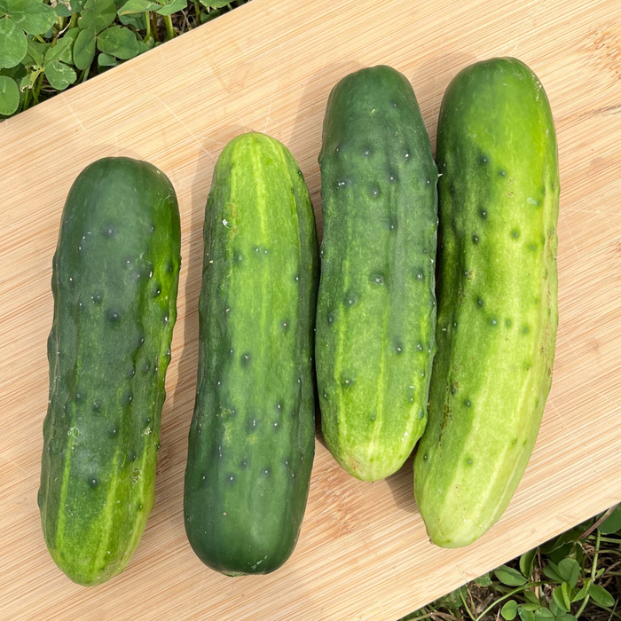 Marketer Cucumber Seedling