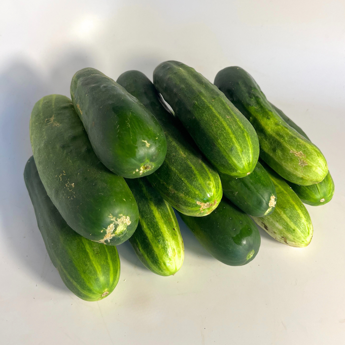 Marketer Cucumber Seedling
