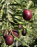 Maurino Olive - Raintree Nursery