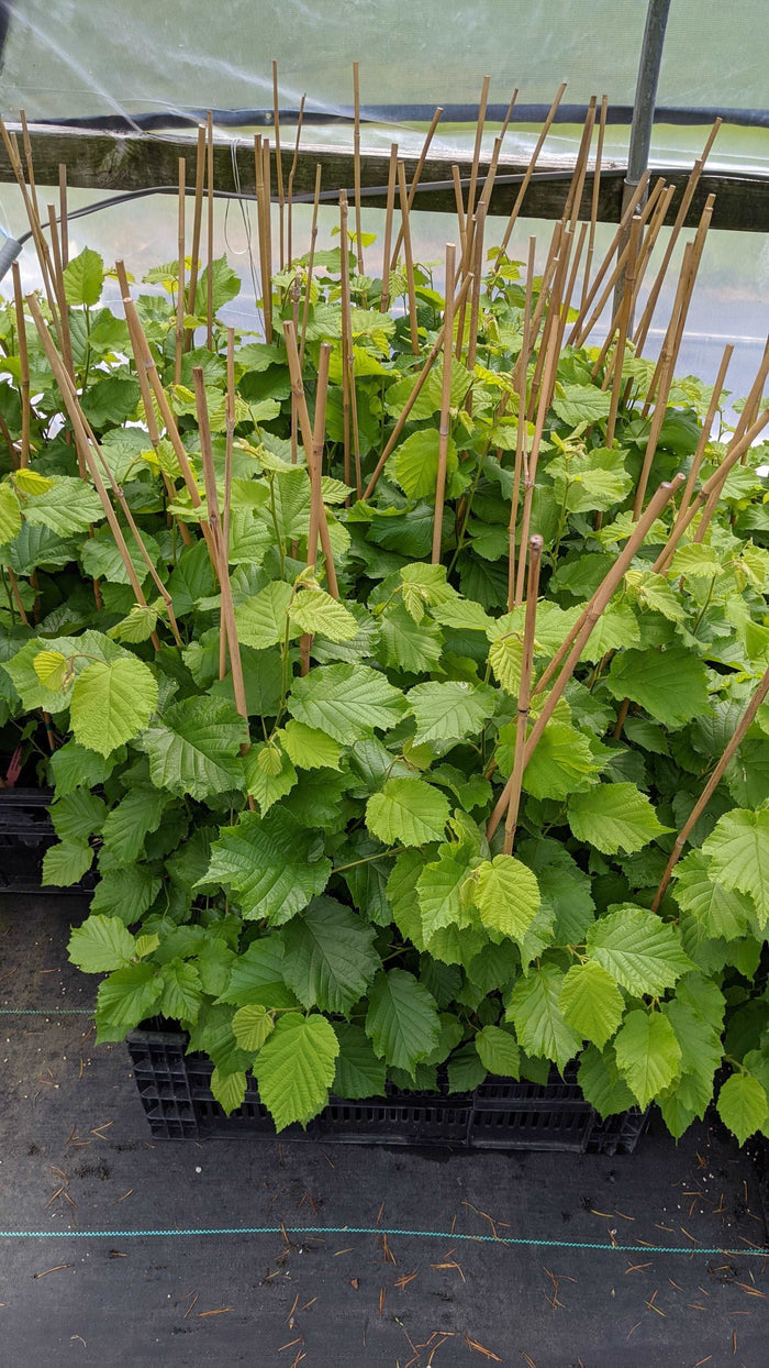 McDonald Filbert Hazelnut - Raintree Nursery
