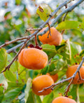Meader Persimmon - Raintree Nursery