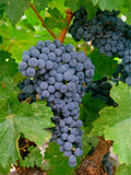 Merlot Grape - Raintree Nursery