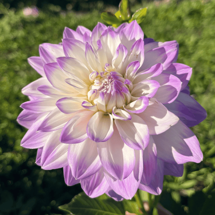 Mikayla Miranda Dahlia Tuber