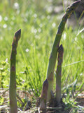 Millennium Asparagus